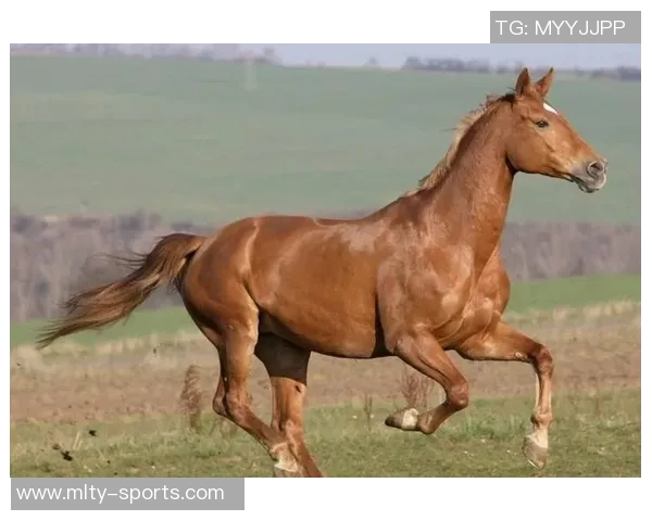 马斯切拉诺盛赞穆勒期待好运降临于明天的比赛 马斯切拉诺盛赞穆勒期待好运降临于明天的比赛